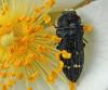 Acmaeoderella flavofasciata